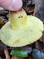 Xerocomellus dryophilus