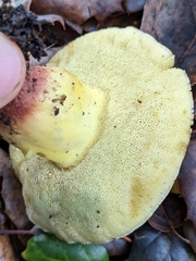 Xerocomellus dryophilus