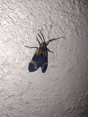 Dycladia