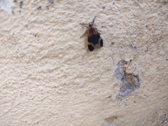 Dycladia