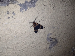 Dycladia