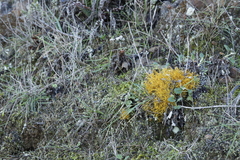 Teloschistes flavicans