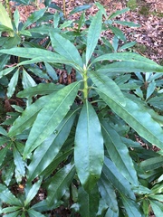 Rhododendron ponticum