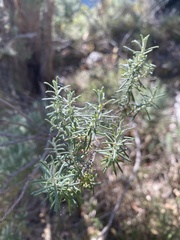 Olearia ramulosa