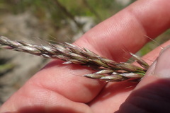 Arrhenatherum elatius