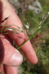 Arrhenatherum elatius