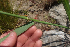 Arrhenatherum elatius