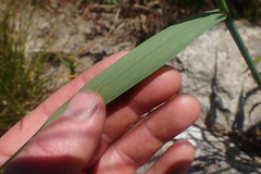 Arrhenatherum elatius