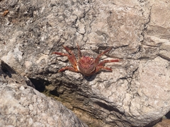 Grapsus albolineatus
