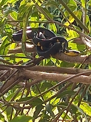 Boiga melanota