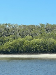 Pteropus poliocephalus
