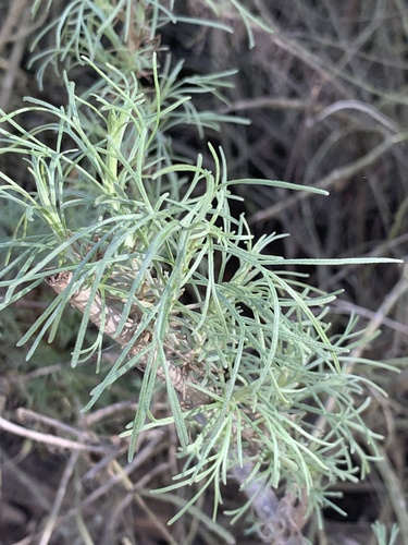 iNaturalist observation photo of California sagebrush