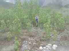 Populus balsamifera balsamifera