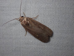 Athetis tenuis