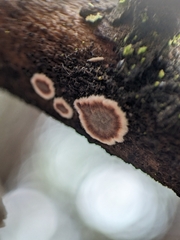 Peniophora albobadia