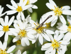Enchoptera apicalis