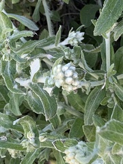 Pseudognaphalium