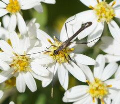 Enchoptera apicalis