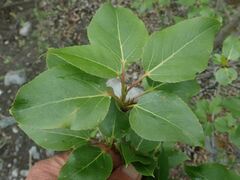 Populus balsamifera balsamifera