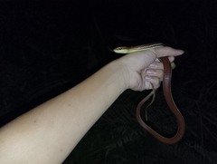 Dendrelaphis caudolineatus