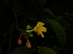 Mandevilla symphitocarpa