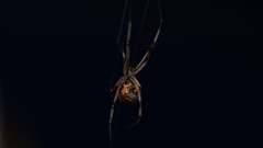Latrodectus geometricus