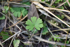 Geranium carolinianum