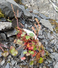 Oxyria digyna