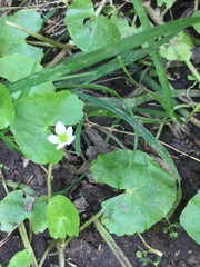Caltha natans