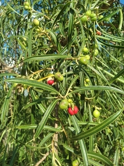 Sapium haematospermum