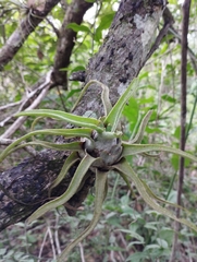 Tillandsia streptophylla