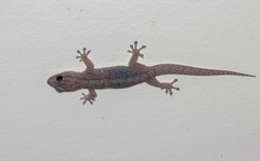 Gehyra versicolor