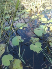 Hydrocleys nymphoides