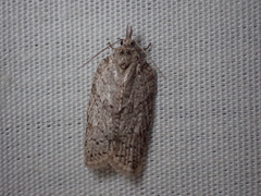 Isotenes miserana