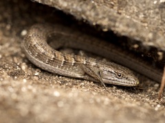 Elgaria multicarinata