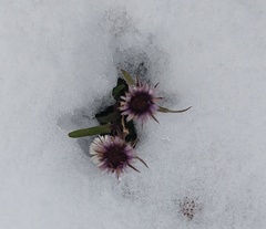 Erigeron eriocephalus