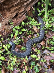 Nerodia fasciata pictiventris