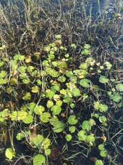 Hydrocleys nymphoides