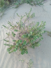 Pombalia calceolaria