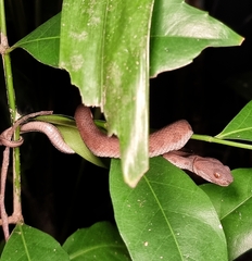 Trimeresurus purpureomaculatus