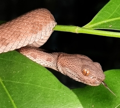 Trimeresurus purpureomaculatus