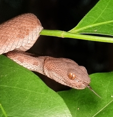 Trimeresurus purpureomaculatus