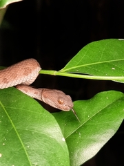Trimeresurus purpureomaculatus