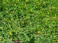 Lotus angustissimus