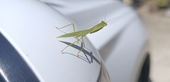 Orthodera ministralis