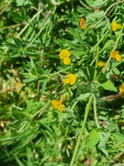 Lotus angustissimus
