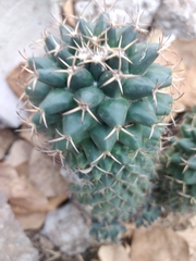Mammillaria magnimamma