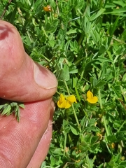 Lotus angustissimus