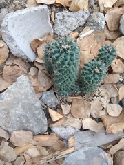 Mammillaria magnimamma