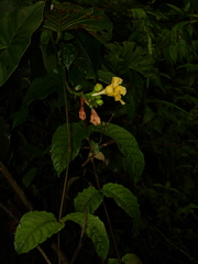 Mandevilla symphitocarpa